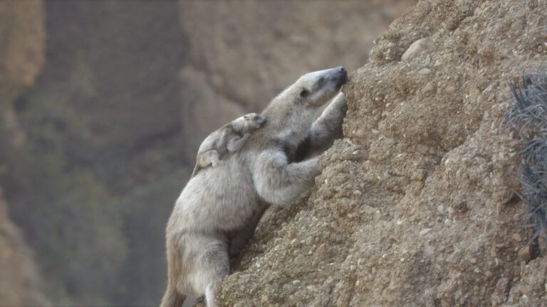 prehistoric-planet-ice-age-PrehistoricPlanetIceAge_303_F00018F_rgb-768x432 Gallery: Prehistoric Planet: Ice Age